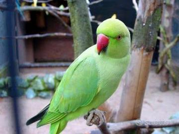 Parrochetto dal collare