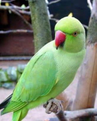 Parrochetto dal collare