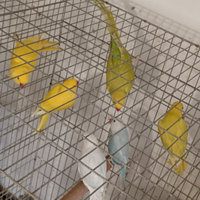 Pappagalli parrocchetti dal collare