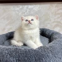 British shorthair bs1133