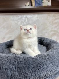 British shorthair bs1133