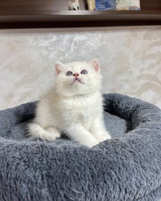 British shorthair bs1133