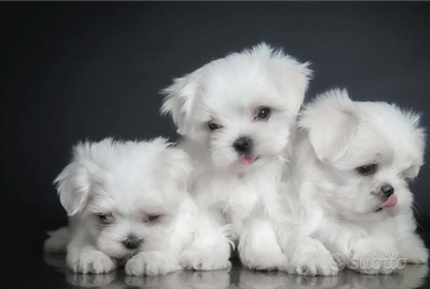 Cuccioli Maltesini Toy bianchi