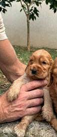 Cocker spaniel inglese femmina