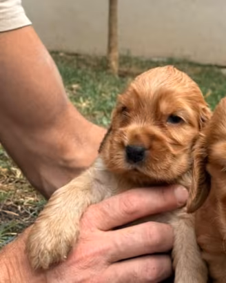 Cocker spaniel inglese femmina