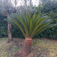 3 cycas revoluta
