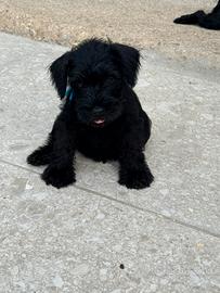Schnauzer nano nero