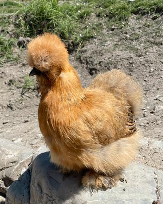 Galline ornamentali