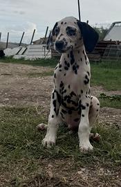 Cuccioli disponibili di Dalmata