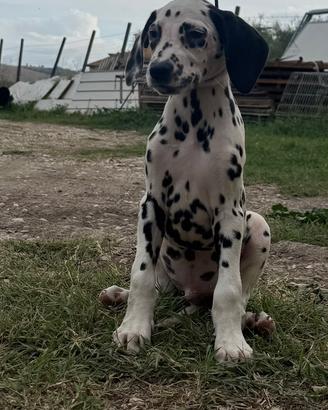Cuccioli disponibili di Dalmata
