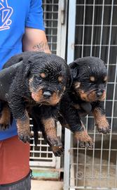 Cuccioli fi Rottweiler