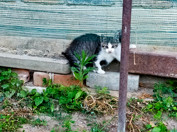 Gattino maschio