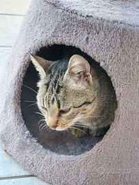 Gatta di 1 anno e mezzo