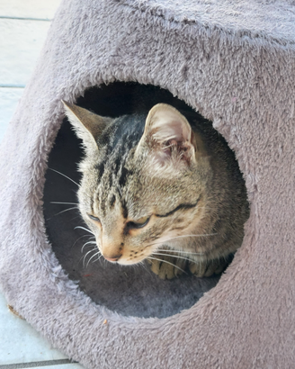 Gatta di 1 anno e mezzo