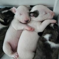 Cuccioli bull terrier