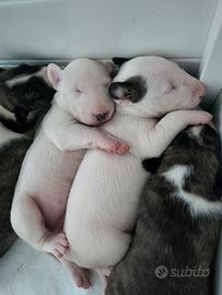Cuccioli bull terrier
