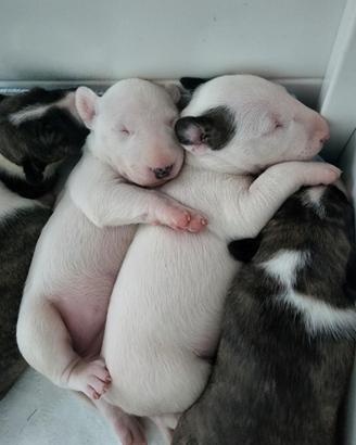 Cuccioli bull terrier