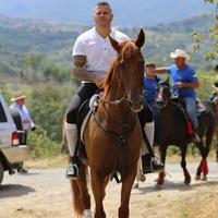 Cavalla sella italiana