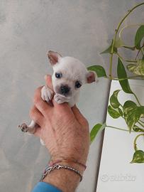 Chihuahua femminuccia mini toy