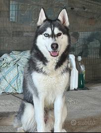 Siberian Husky disponibile per monta