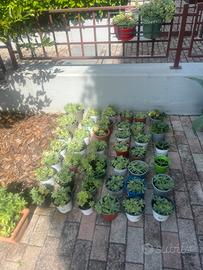 56sedum palmeri