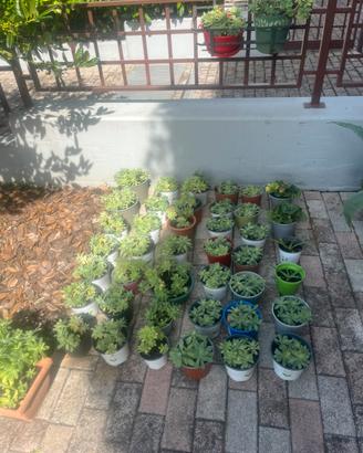 56sedum palmeri