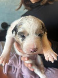 Pastore Australiano con pedigree