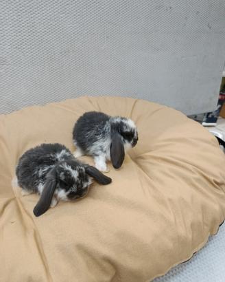 Conigli nani ariete mini lop