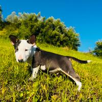 Bull terrier miniature