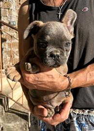 Maschietto bulldog francese blu/blu fawn tan