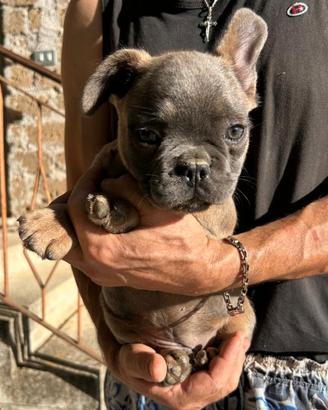 Maschietto bulldog francese blu/blu fawn tan