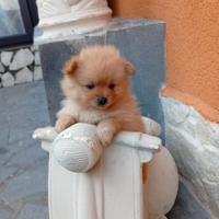 Spitz nano di Pomerania
