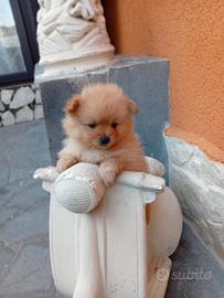 Spitz nano di Pomerania