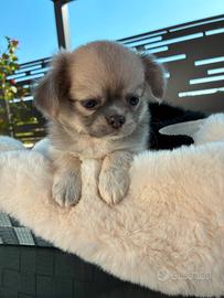 Chihuahua