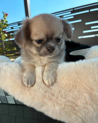 Chihuahua