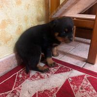 Rottweiler