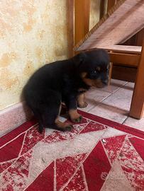 Rottweiler