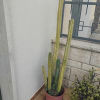 Pianta di cactus.