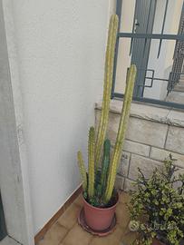 Pianta di cactus.