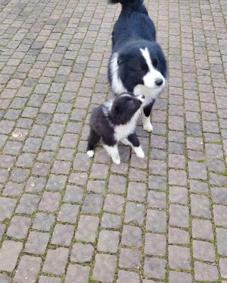 Border collie