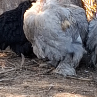 Cocicine collo nudo arricciati