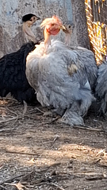 Cocicine collo nudo arricciati