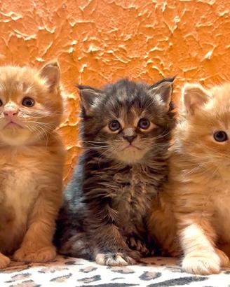 Cuccioli maine coon