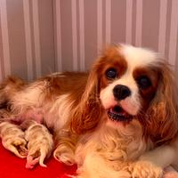Cavalier king charle spaniel