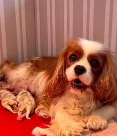 Cavalier king charle spaniel