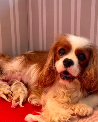 Cavalier king charle spaniel