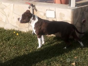 Amstaff