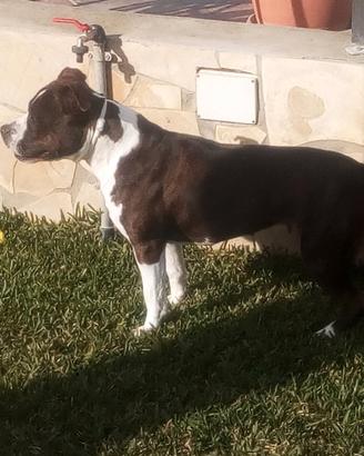 Amstaff