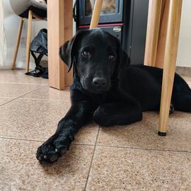 Cucciolo di Labrador
