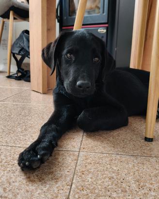 Cucciolo di Labrador
